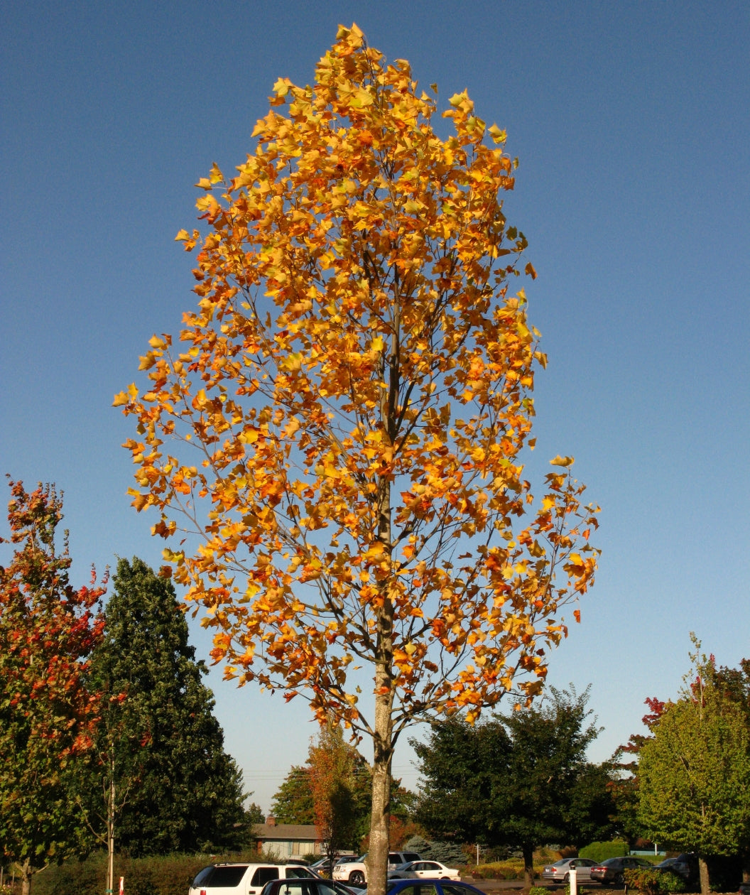 Emerald City Tulip Tree planted in a fall landscape, slightly upright branching covered in yellow-orange fall colored leaves
