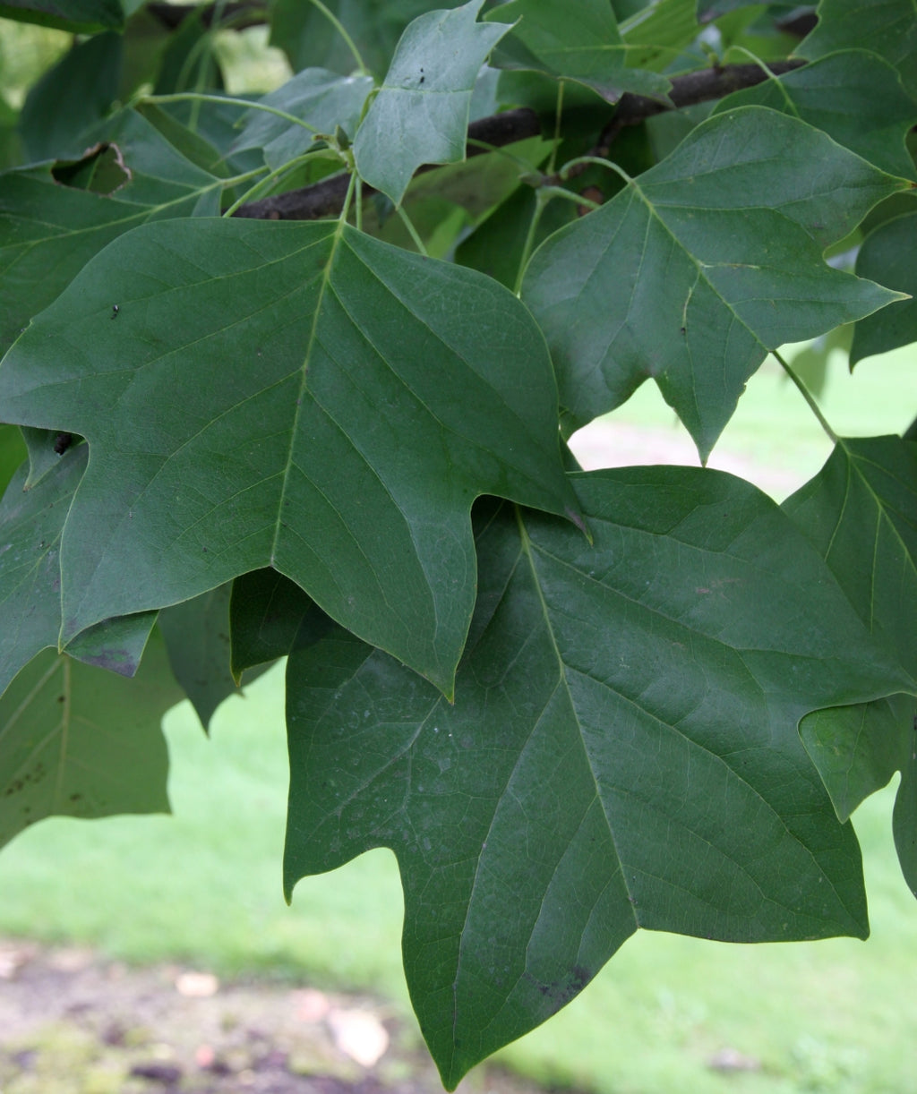 Close up of Emerald City Tulip Tree leaves, uniquely shaped dark green leaves that resemble a dinosaurs foot