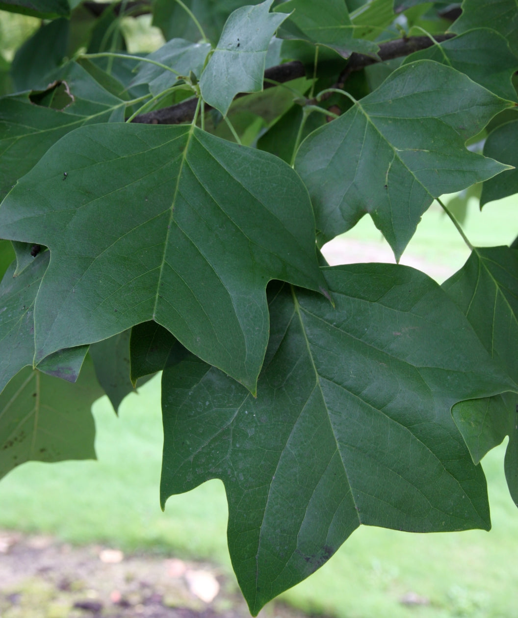 Close up of Emerald City Tulip Tree leaves, uniquely shaped dark green leaves that resemble a dinosaurs foot