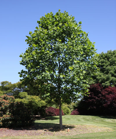 Emerald City Tulip Tree planted in a landscape, round growing habitat covered in dark green leaves that resemble a dinosaurs foot