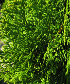 A closeup of the Emerald Green Arborvitae dark green, evergreen foliage