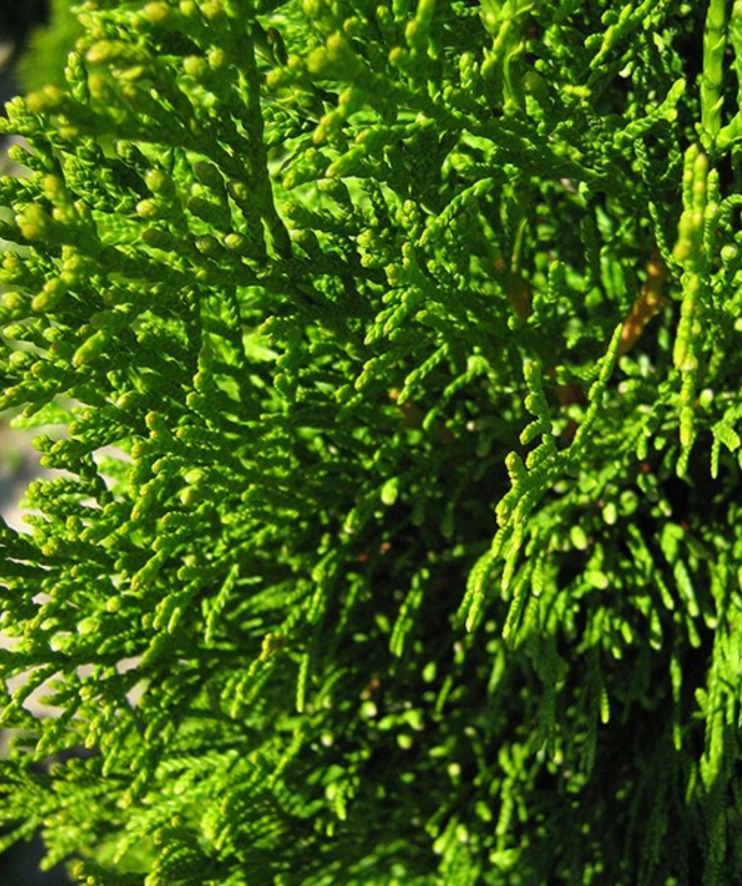 A closeup of the Emerald Green Arborvitae dark green, evergreen foliage
