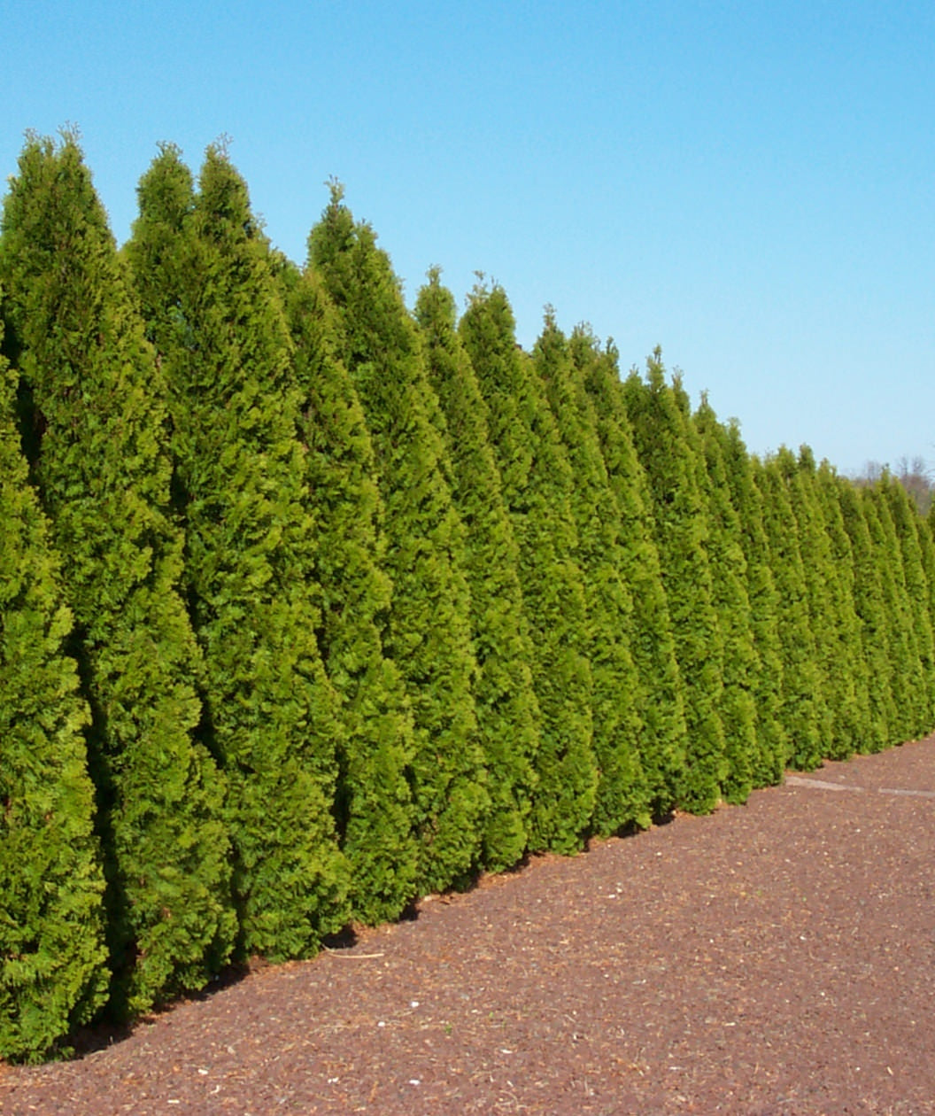 Multiple Emerald Green Arborvitae used as a privacy screen