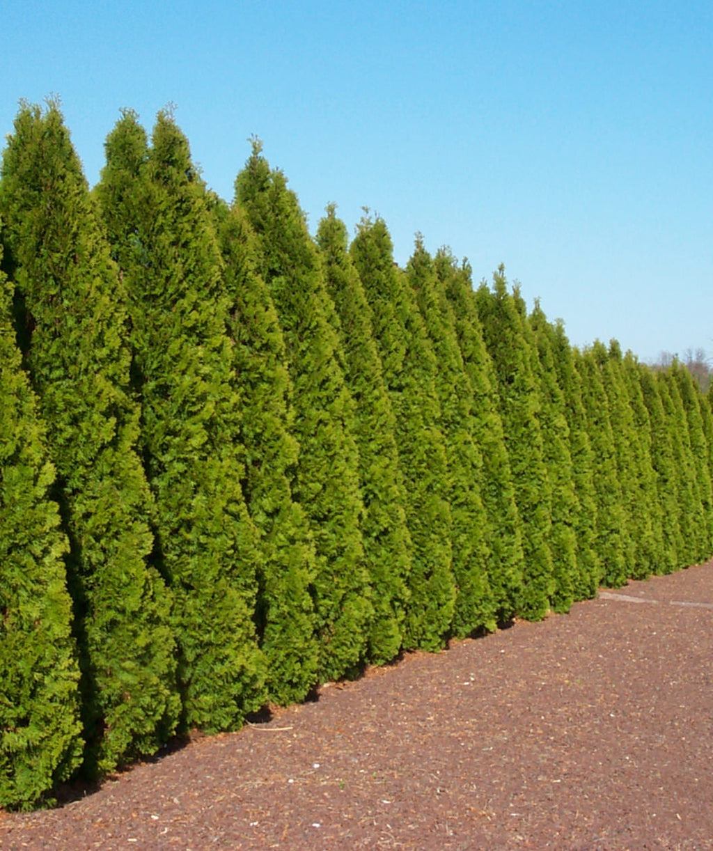 Multiple Emerald Green Arborvitae used as a privacy screen