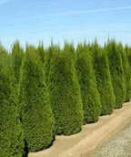 Emerald Green Arborvitae Hedge Bundle for an instant privacy screen