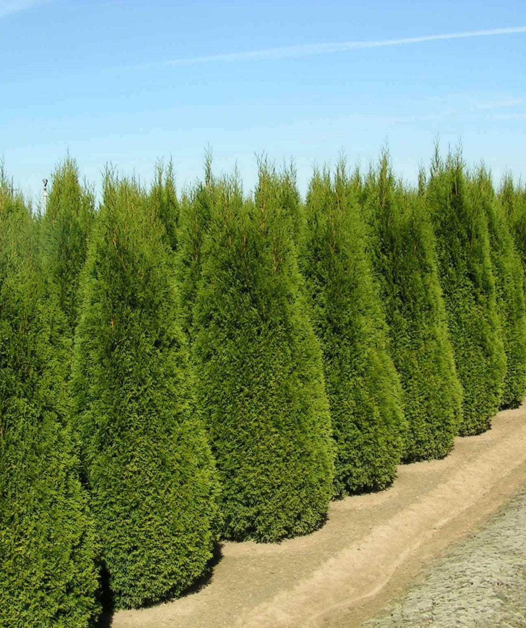 Emerald Green Arborvitae – Bulk Arborvitae