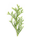 A closeup of the Emerald Green Arborvitae foliage on a white background