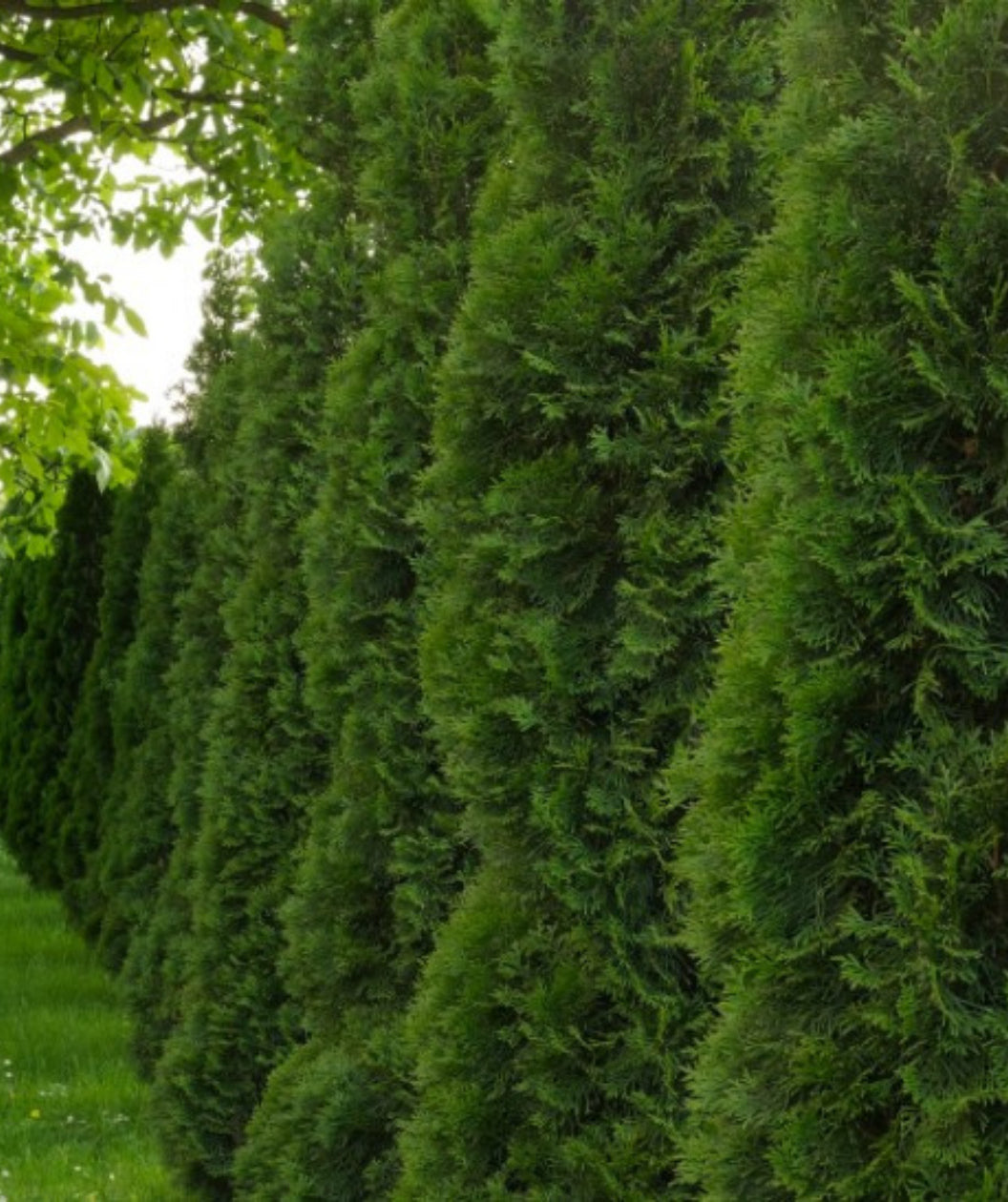 Emerald Green Arborvitae Hedge Bundle for an instant privacy screen