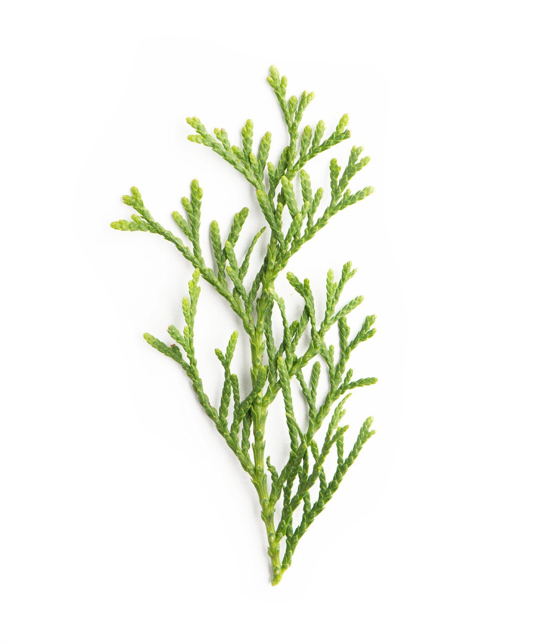 A closeup of the Emerald Green Arborvitae foliage on a white background