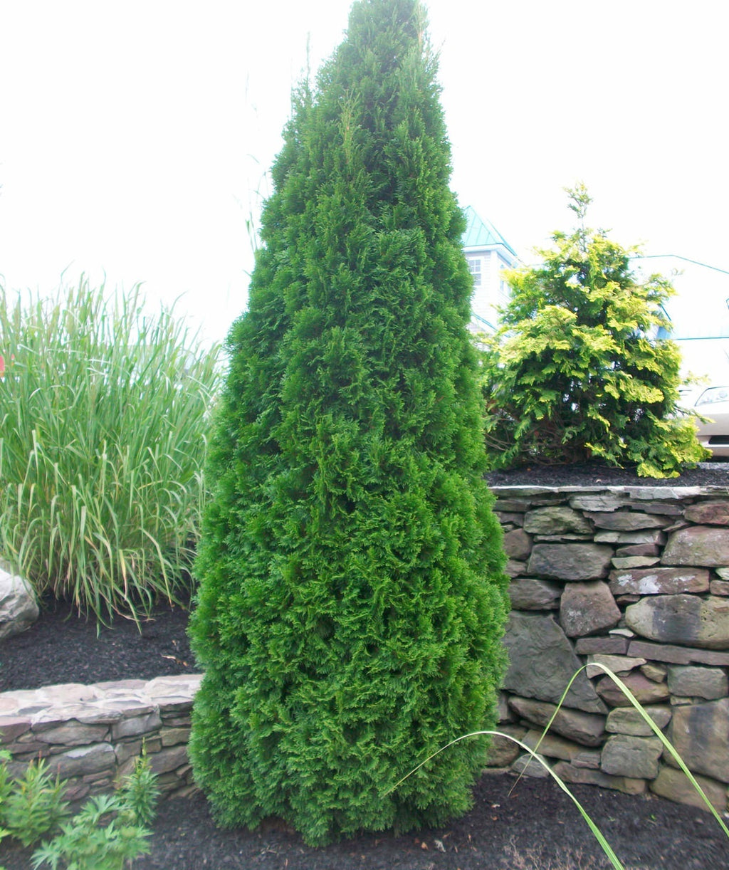 A singular Emerald Green Arborvitae planted as a specimen in the landscape