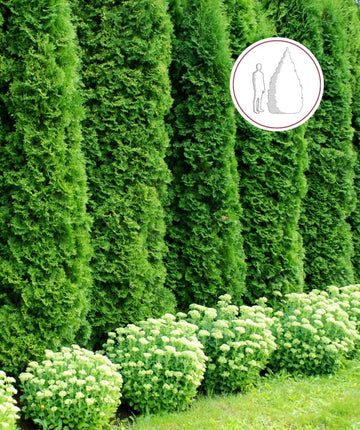 Emerald Green Arborvitae – Bulk Arborvitae