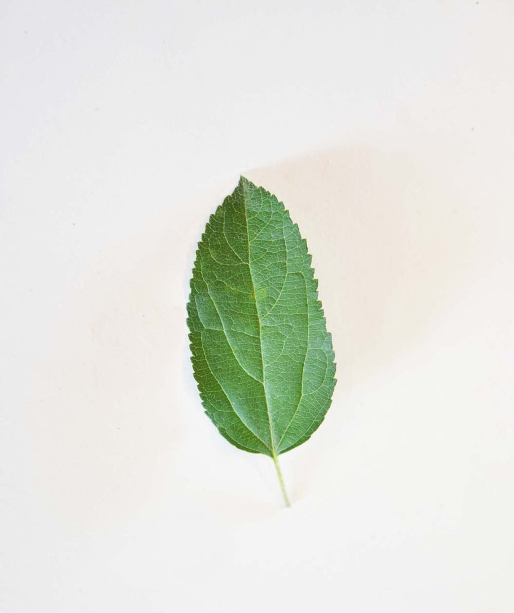 A single green leaf of the Empire Apple on a white background