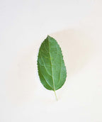 A single green leaf of the Empire Apple on a white background