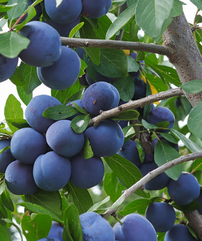 Close up of Empress European Plum fruit, various round blue-skinned fruit growing on brown branches with green conical shaped foliage