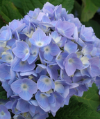 Close up of Endless Summer Hydrangea flowers, large rounded cluster of small blue-violet colored flowers