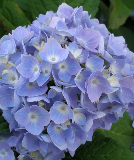 Endless Summer® Hydrangea | Bower & Branch