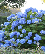 Endless Summer Hydrangea planted in a landscape, various round clusters of small blue-violet colored flowers with green foliage