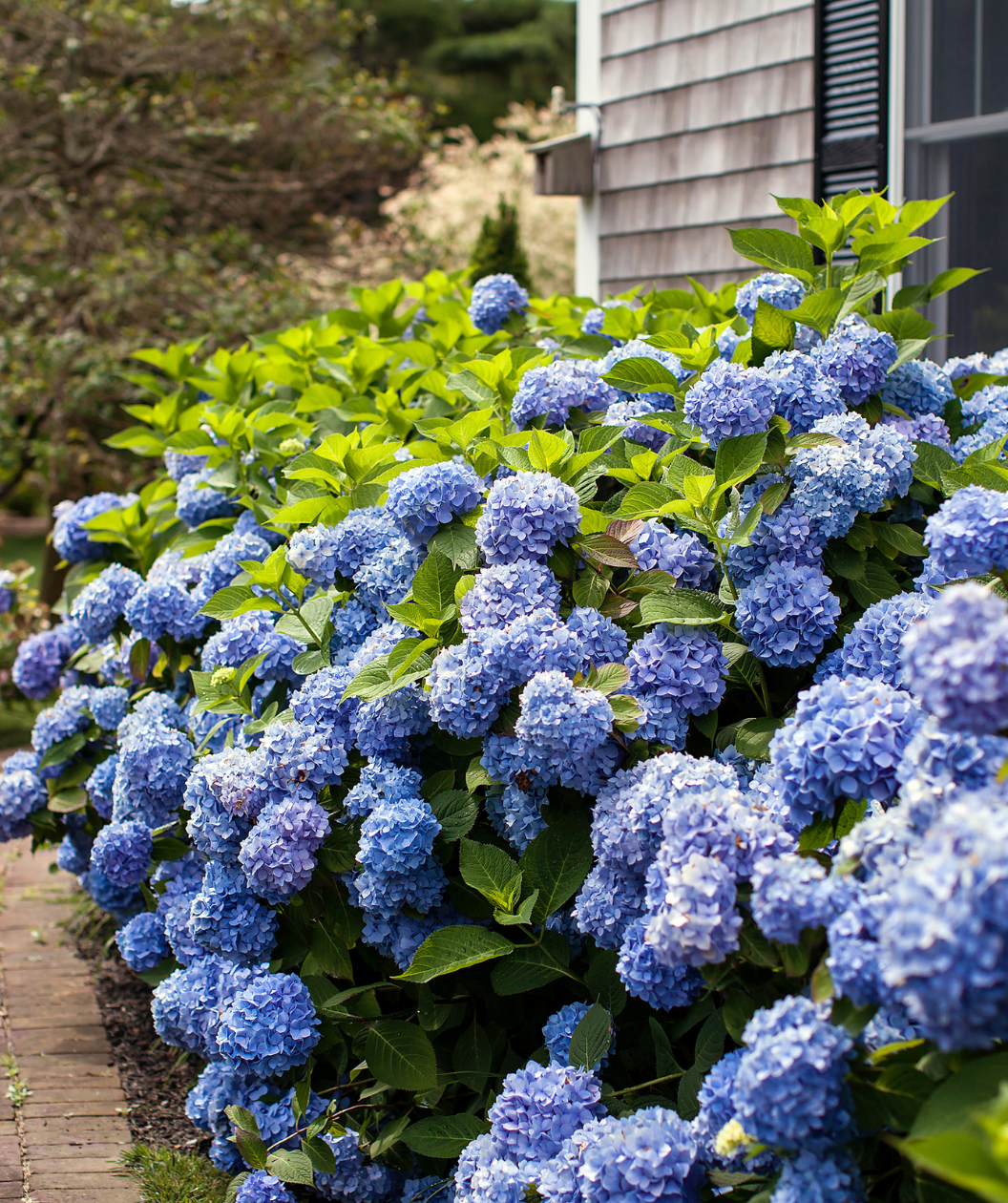 Several Endless Summer Hydrangeas planted in a landscape, lots of round clusters of small blue-violet colored flowers with green foliage