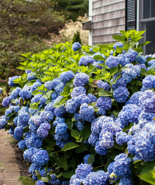 Endless Summer® Hydrangea | Bower & Branch