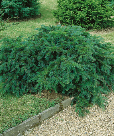 English Yew planted in a landscape, low growing evergreen covered in soft short dark green needle like foliage
