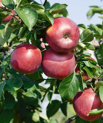 Close up of Enterprise Apples, round red apples with small white specks growing with conical shaped green leaves