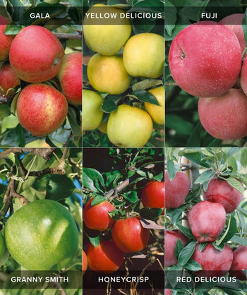 A collage of the six different apple varieties that grow simultaneously on the Espalier Fruiting Apple (Six Varieties), those being the Gala Apple, the Fuji Apple, the Granny Smith Apple, the Yellow Delicious Apple, the Red Delicious Apple, and the Honeycrisp Apple