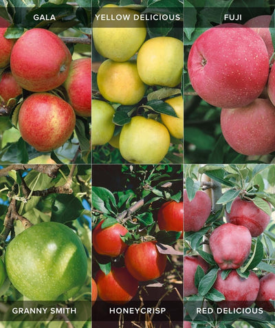 A collage of the six different apple varieties that grow simultaneously on the Espalier Fruiting Apple (Six Varieties), those being the Gala Apple, the Fuji Apple, the Granny Smith Apple, the Yellow Delicious Apple, the Red Delicious Apple, and the Honeycrisp Apple
