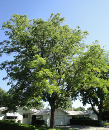 A mature Espresso Kentucky Coffeetree planted in home landscape in full green leaf