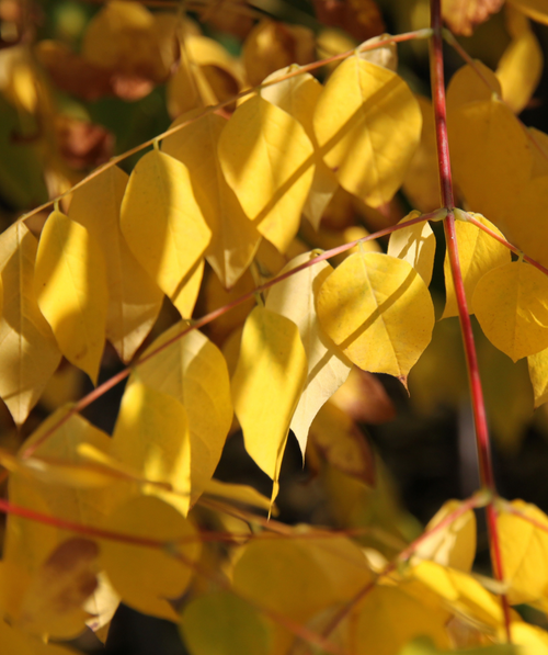 A closeup of the Espresso Kentucky Coffeetree teardrop-shaped leaves in golden-yellow fall color with pink-red stems