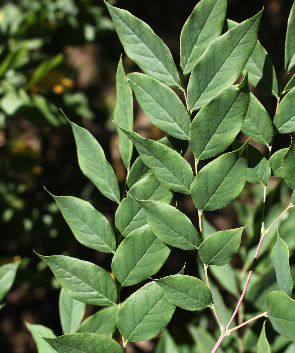 A closeup of the Espresso Kentucky Coffeetree deep green almond-shaped leaves on the branches