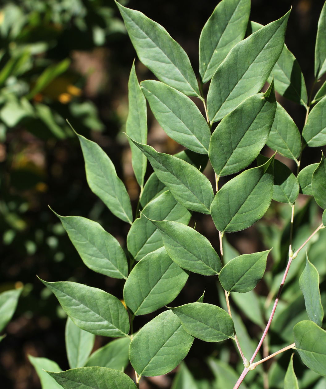A closeup of the Espresso Kentucky Coffeetree deep green almond-shaped leaves on the branches