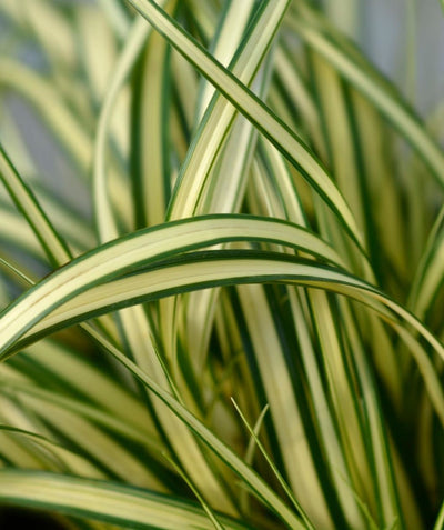Close up of Evergold Variegated Sedge, long grass like foliage that is yellow in color with green edges