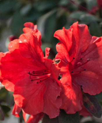 Close up of Everred Rhododendron flowers, medium sized bright red flowers