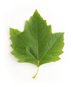A close up individual picture of a green maple-shaped leaf from the Exclamation London Planetree (Sycamore).