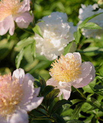 Close up of Fairbanks Chinese Peony flower, very pale pink medium sized flower that turns white after blooming with a yellow center