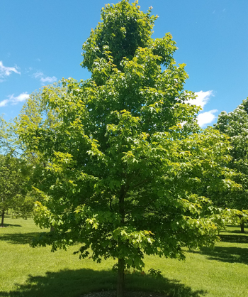 Fall Fiesta Sugar Maple planted in landscape with spring green leaves filling the branches