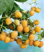 Fall Gold Raspberry closeup of golden berries