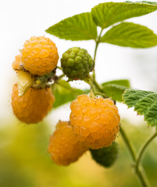 Fall Gold Raspberry – Bower & Branch