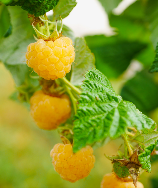 Fall Gold Raspberry – Bower & Branch