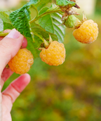 Fall Gold Raspberry