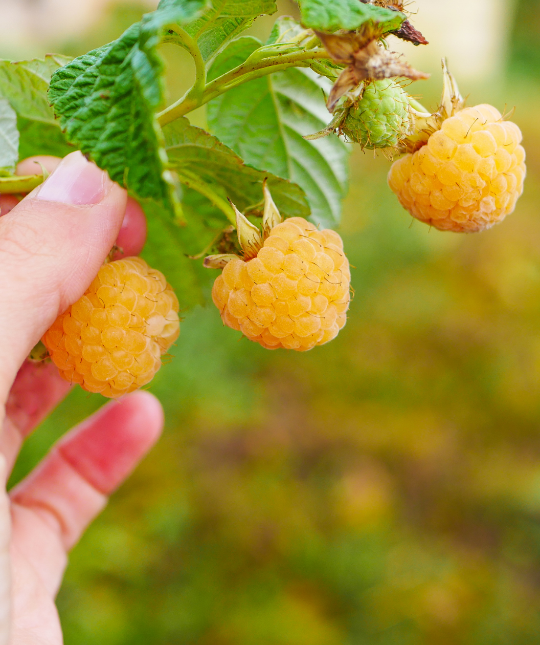 Fall Gold Raspberry Bower And Branch