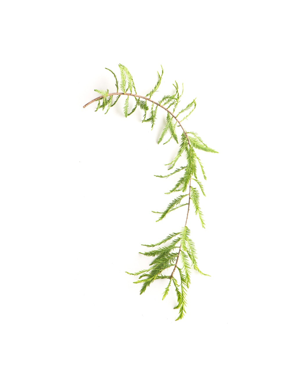 A closeup of the Falling Waters Weeping Bald Cypress green foliage on a light brown branch