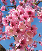 Fantasia Nectarine closeup of pink flowers