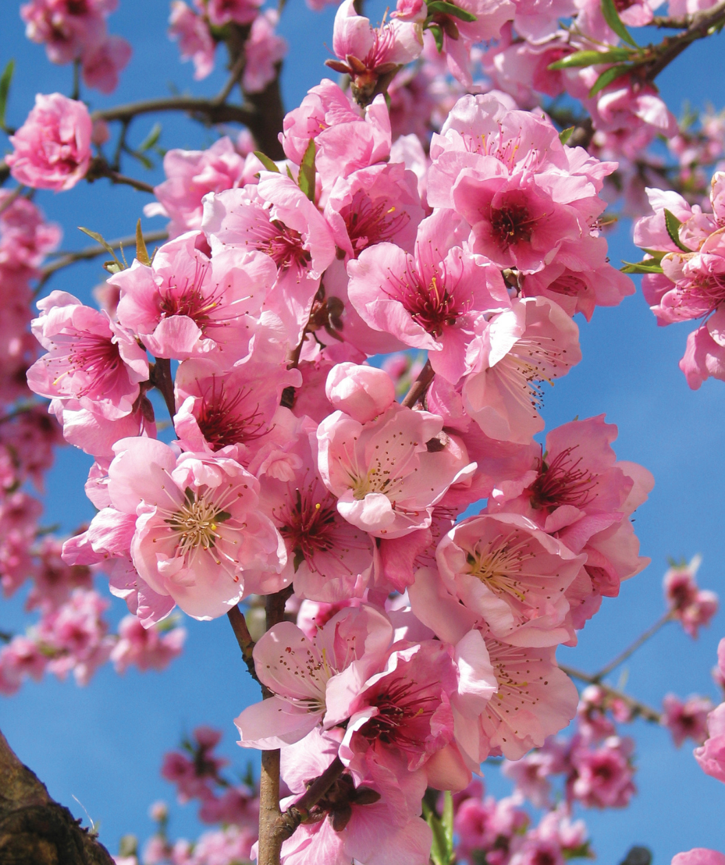 Fantasia Nectarine closeup of pink flowers