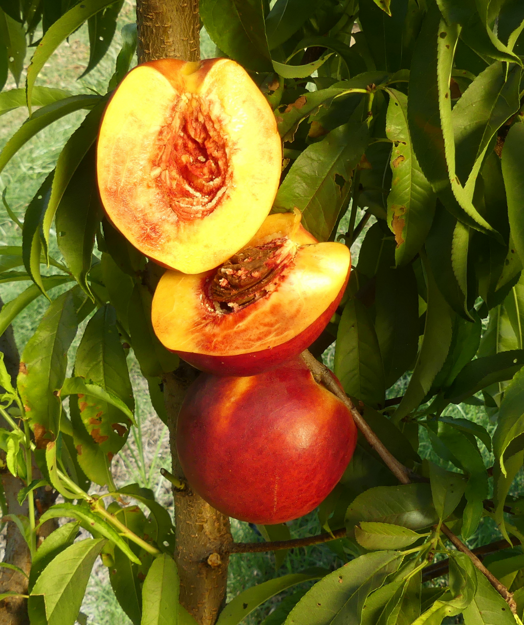 Fantasia Nectarine yellow-fleshed fruit