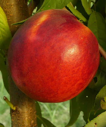 Fantasia Nectarine red-skinned fruit