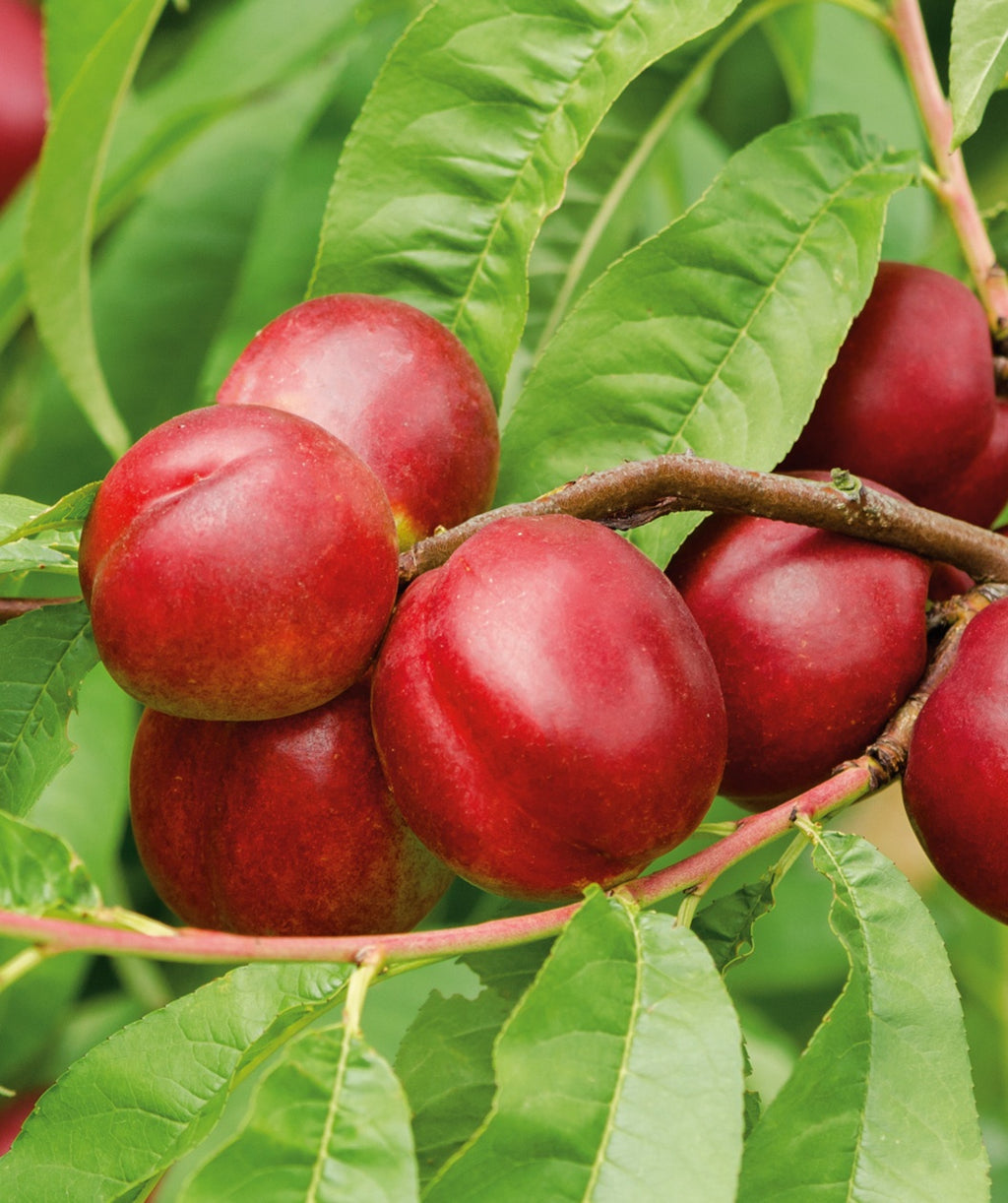 Fantasia Nectarine red-skinned fruit hanging on tree