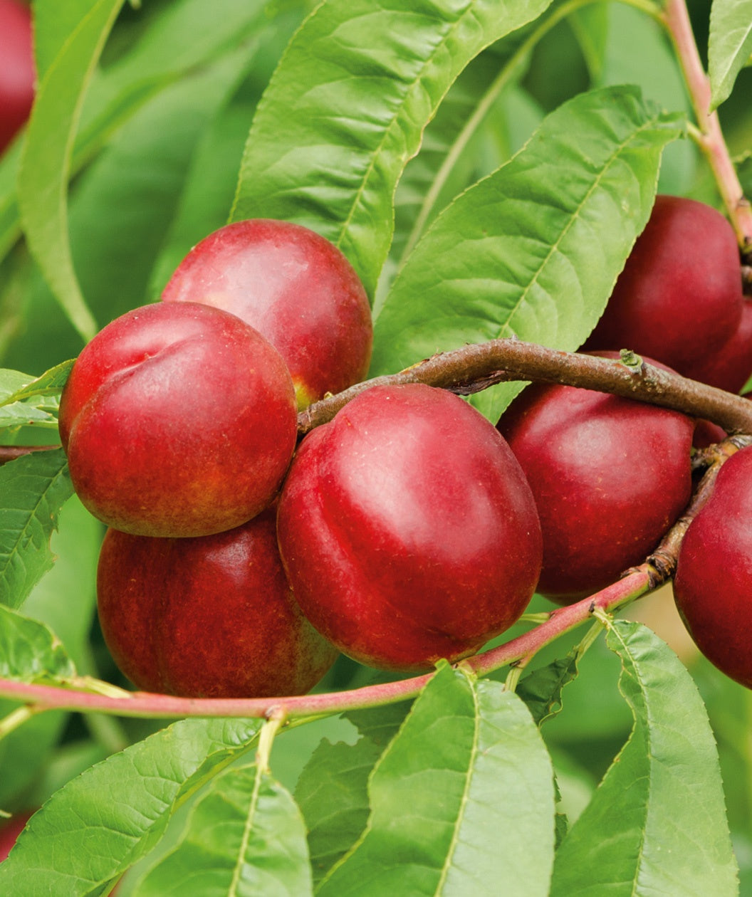 Fantasia Nectarine red-skinned fruit hanging on tree