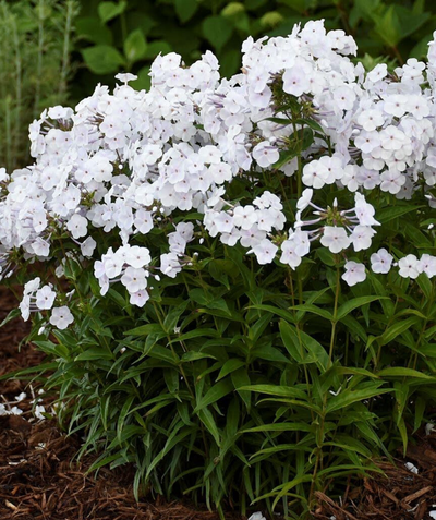The Fashionably Early Crystal Phlox planted in a landscape, covered it pure white flowers blooming on top of the green foliage