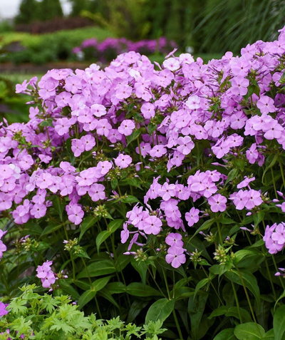 The delicate lavender-purple blooms of the Fashionably Early Princess Phlox standing tall on its sturdy green stems planted in a landscape